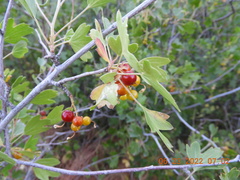 Ribes aureum aureum