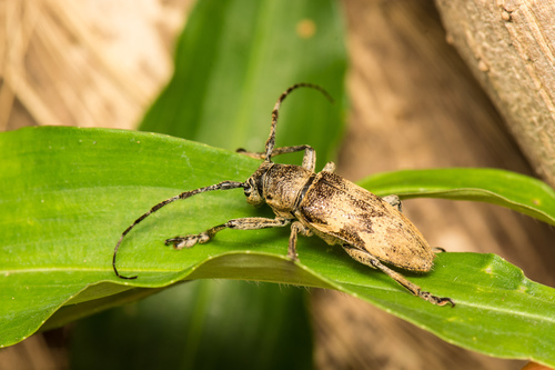 Abryna obscura Schwarzer, 1925