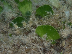 Udotea