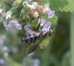 Vanderwulpia sequens