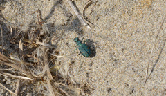 Cicindela oregona oregona