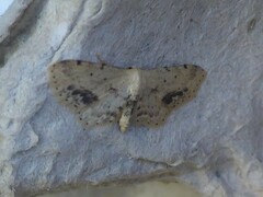 Idaea dimidiata