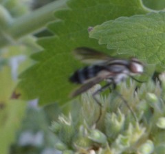 Vanderwulpia sequens