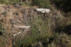 Psoralea bracteolata