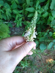 Teucrium canadense