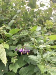 Solanum dulcamara