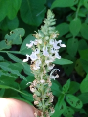 Teucrium canadense