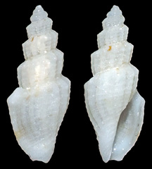Guraleus himerodes