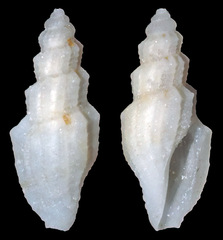 Guraleus himerodes