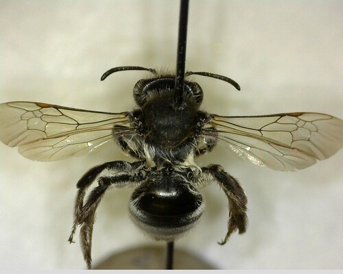 iNaturalist observation photo of Mining Bees