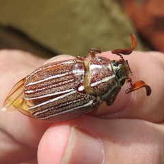 Polyphylla decemlineata