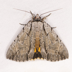 Catocala clintonii