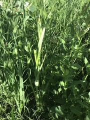 Platanthera praeclara