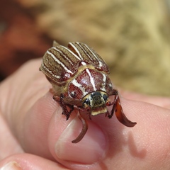 Polyphylla decemlineata