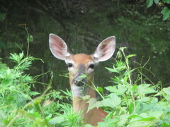 Odocoileus virginianus