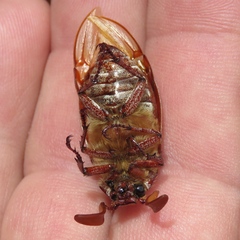 Polyphylla decemlineata