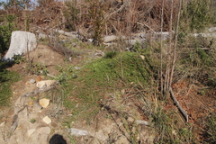 Psoralea bracteolata