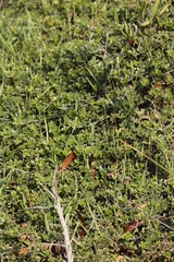 Psoralea bracteolata