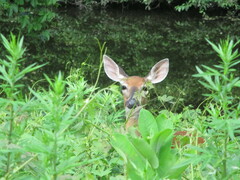 Odocoileus virginianus