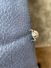 Polycesta
