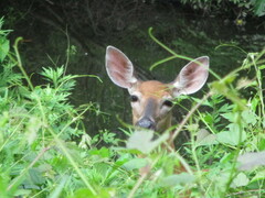 Odocoileus virginianus