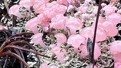 Phyllobaeis erythrella