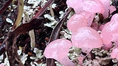 Phyllobaeis erythrella