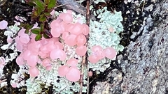 Phyllobaeis erythrella