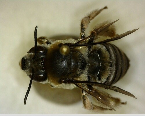 iNaturalist observation photo of Eucera
