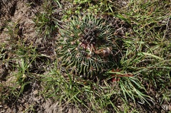 Echinofossulocactus zacatecasensis