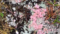 Phyllobaeis erythrella