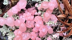 Phyllobaeis erythrella