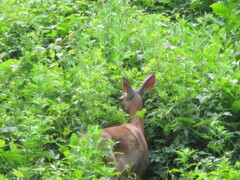 Odocoileus virginianus