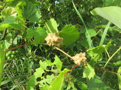 Ampelomyia vitiscoryloides