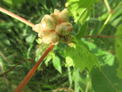 Ampelomyia vitiscoryloides