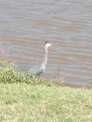 Ardea herodias