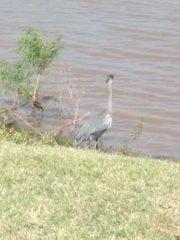 Ardea herodias