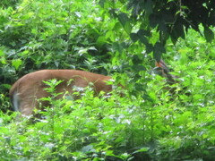 Odocoileus virginianus