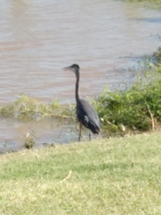 Ardea herodias