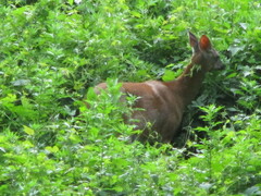 Odocoileus virginianus