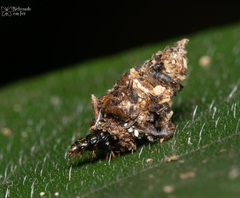 Lepidoptera