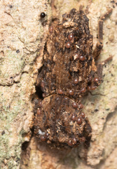 Sesaspis triplehorni
