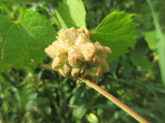 Ampelomyia vitiscoryloides