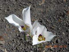Calochortus nuttallii
