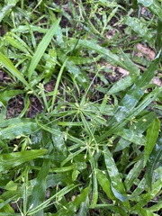 Cyperus albostriatus