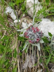 Cynoglossum magellense