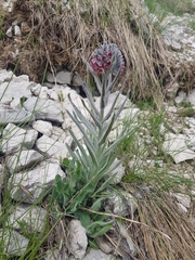 Cynoglossum magellense