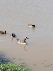 Branta canadensis
