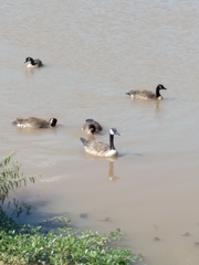 Branta canadensis