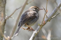 Cisticola fulvicapilla